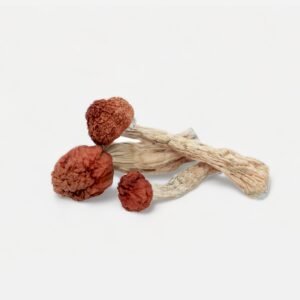 Amazonian Magic Mushrooms