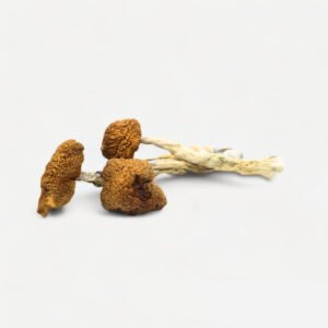 Daddy Long Legs Magic Mushrooms