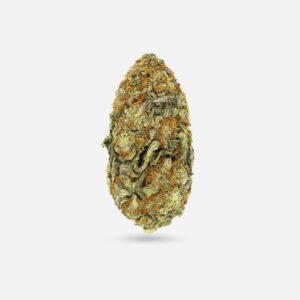 Blue Shark Auto – Indica