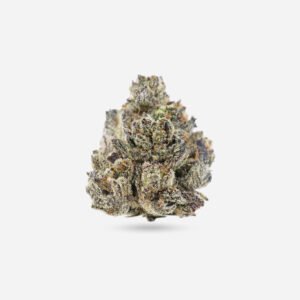 King Louie XIII – Indica