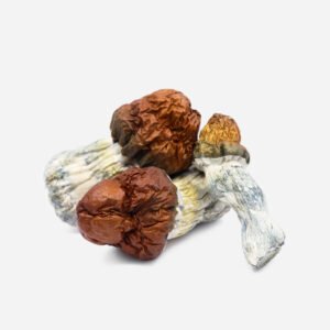 Texas Yellow Cap Magic Mushrooms