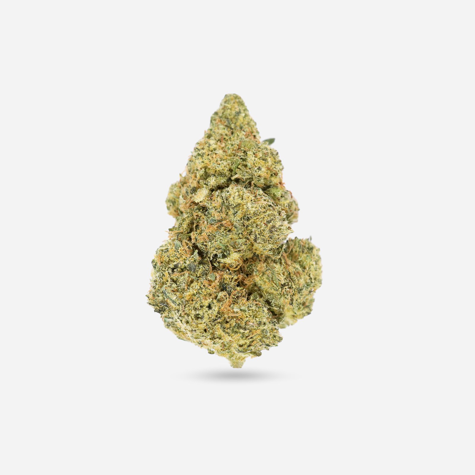 Mimosa – Sativa