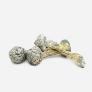 Albino Treasure Coast Magic Mushrooms