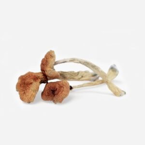 Malabar Magic Mushrooms