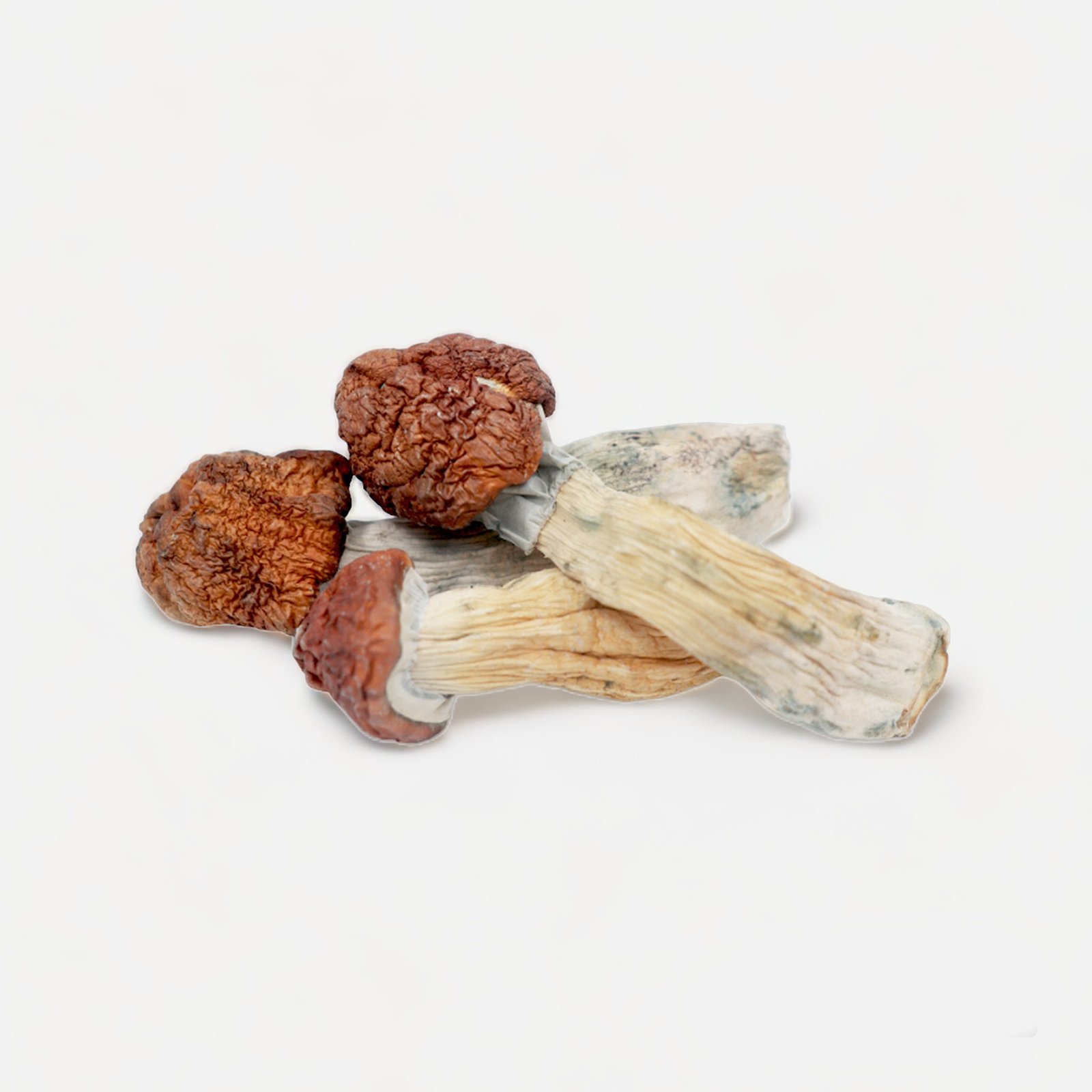 Tidal Wave Magic Mushrooms